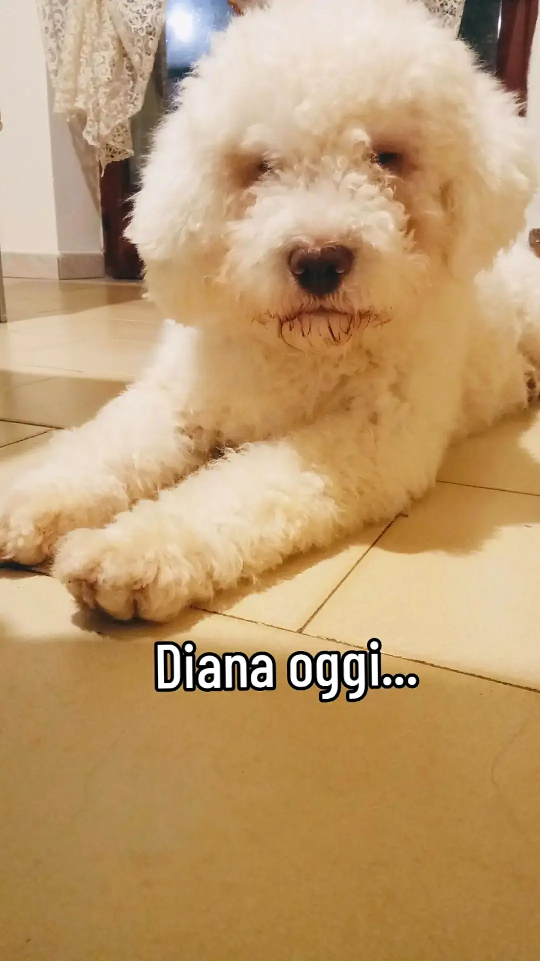 Diana oggi, bella e riposata sul pavimento di casa